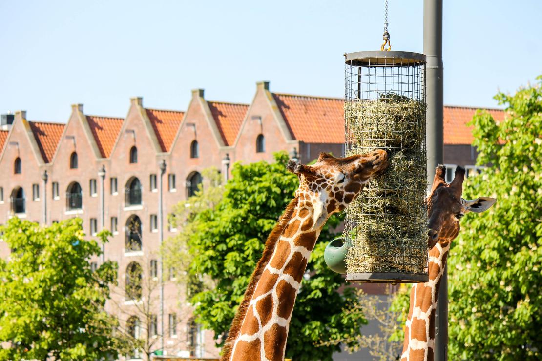 Giraffer