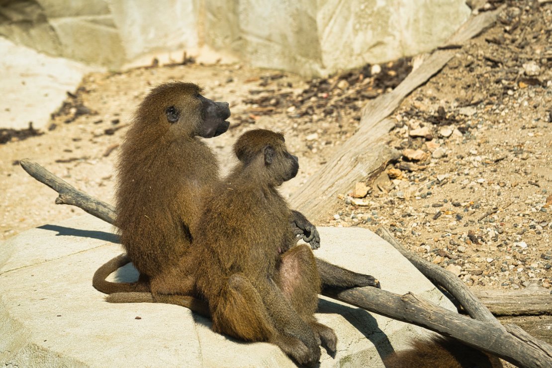 Guineabavian i Paris zoologiske park, tidligere kjent som Bois de Vincennes, i 12. arrondissement, som dekker et område på 14,5 hektar.